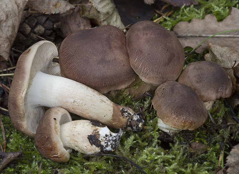 Tricholoma imbricatum